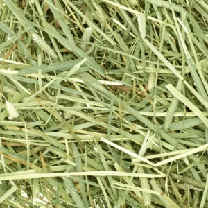 hay