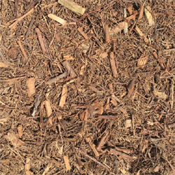 tilleul-arbre à thé